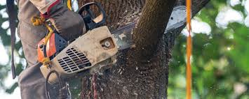 Best Tree Risk Assessment  in Winchester, TN