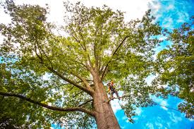 Best Lawn Disease Treatment  in Winchester, TN