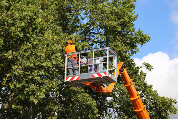 Best Pest Control for Lawns  in Winchester, TN