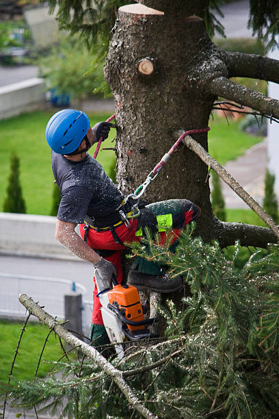 Best Organic Lawn Care Solutions  in Winchester, TN