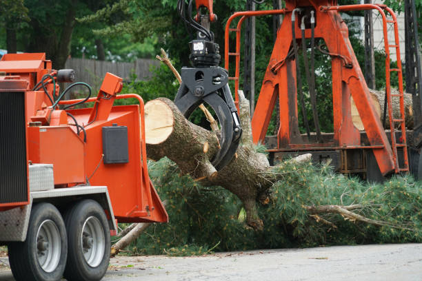Best Stump Grinding and Removal  in Winchester, TN