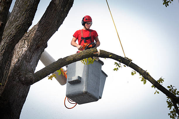 Winchester, TN Tree Removal Company