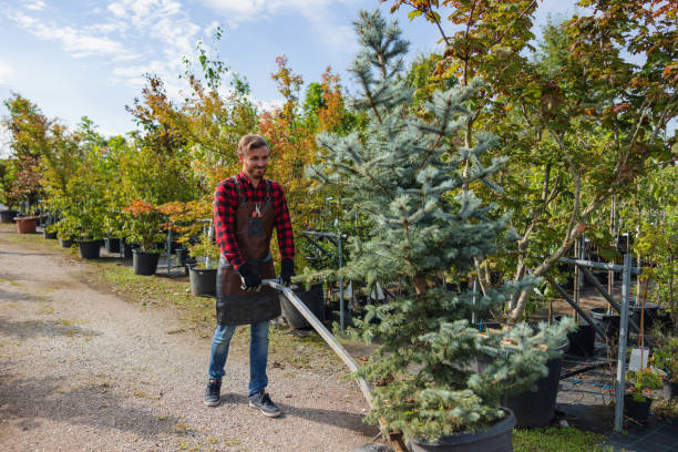 Best Tree Cabling and Bracing  in Winchester, TN