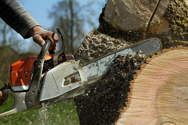 Best Tree Preservation Services  in Winchester, TN